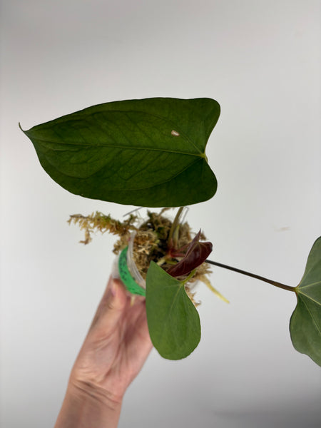 Anthurium Black sweet x blue pap A2