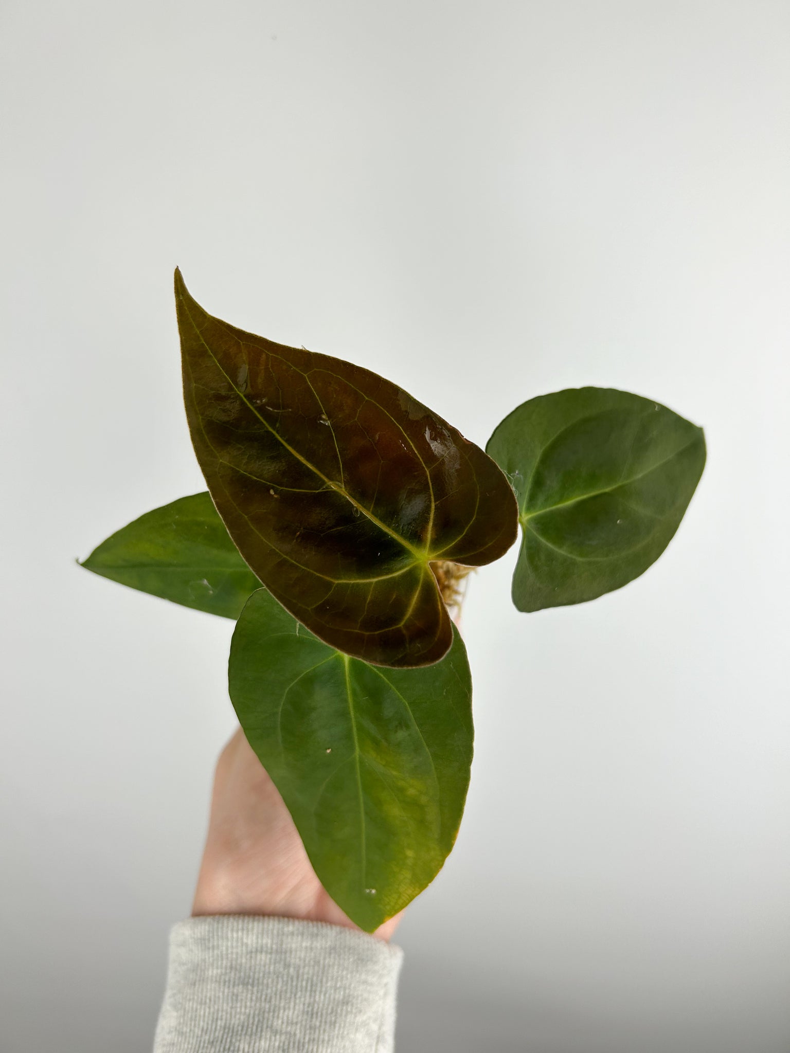 Anthurium BVIT x xone B