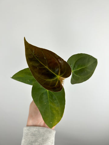 Anthurium BVIT x xone B