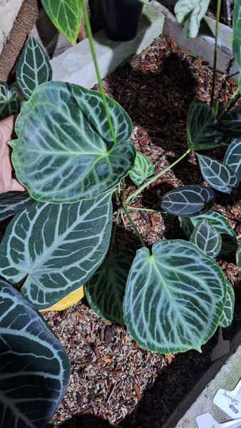 Anthurium silver tiger unacclimated large plant