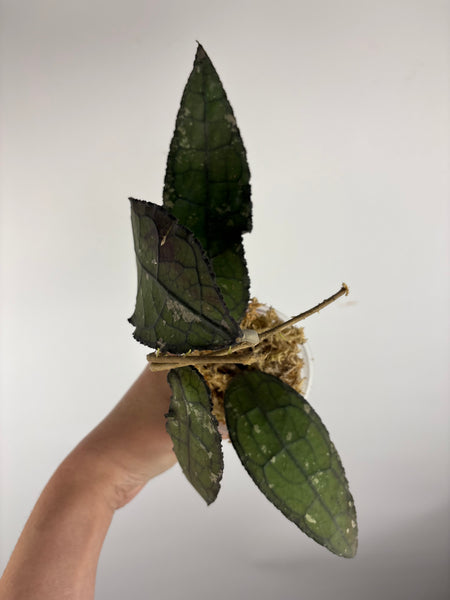 hoya clemensiorum crocodile E