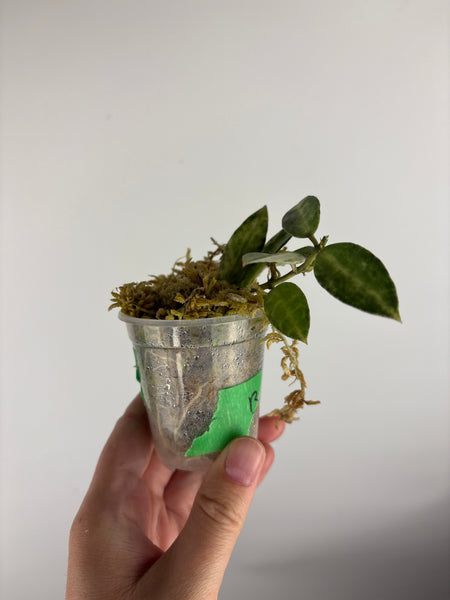 hoya lacunosa peridot B