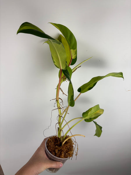 Philodendron thai sunrise