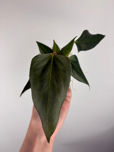 Anthurium Black sweet seed A