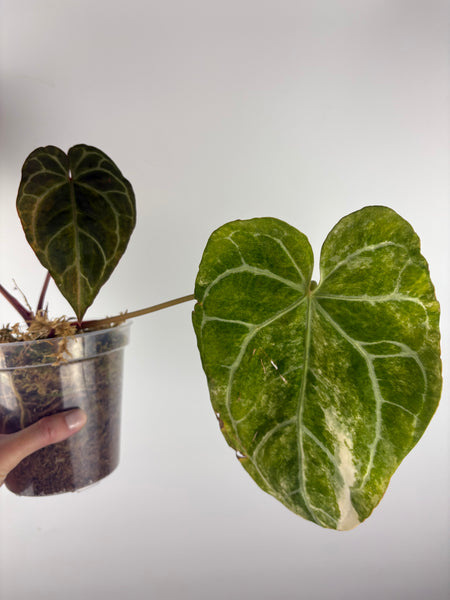 Anthurium crystallinum Petir variegated - Double growth point