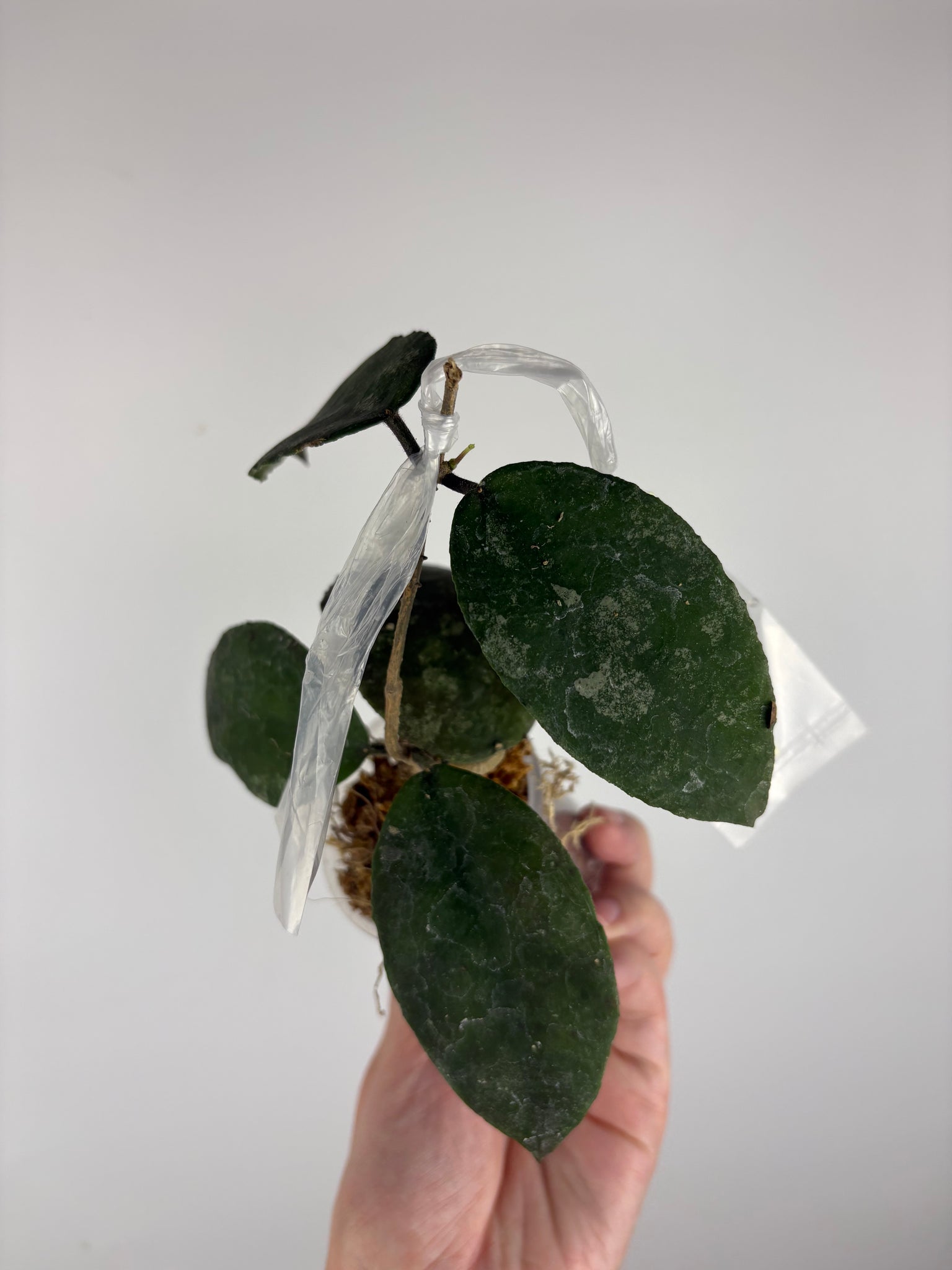 hoya caudata sp aceh