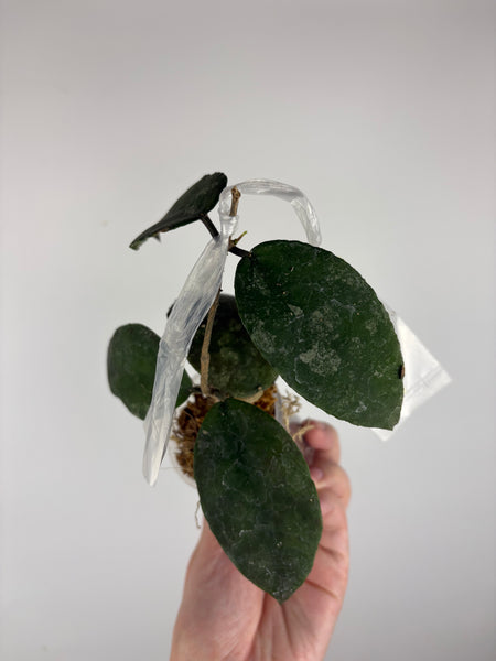 hoya caudata sp aceh