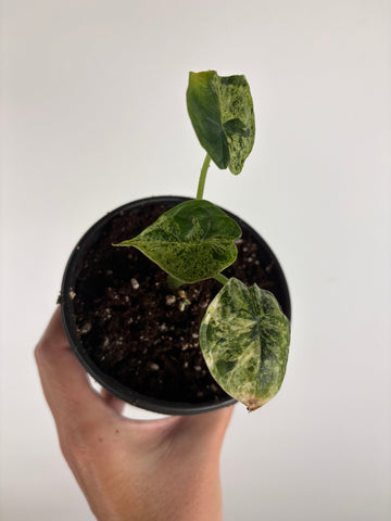 Alocasia dragon scale mint 4 inch G
