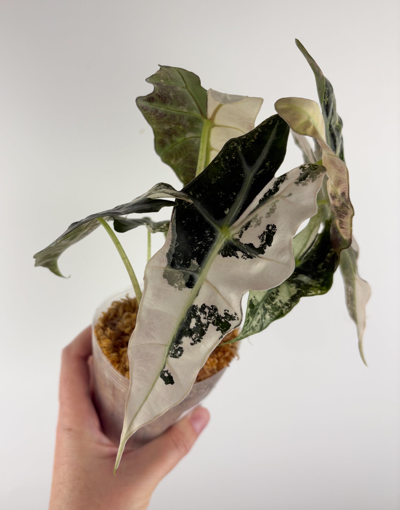 Alocasia amazonica polly variegated C