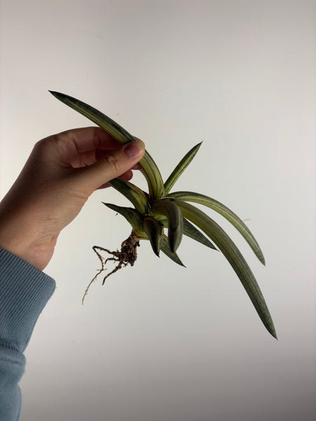 Sansevieria “blue clone” variegated from Indonesia