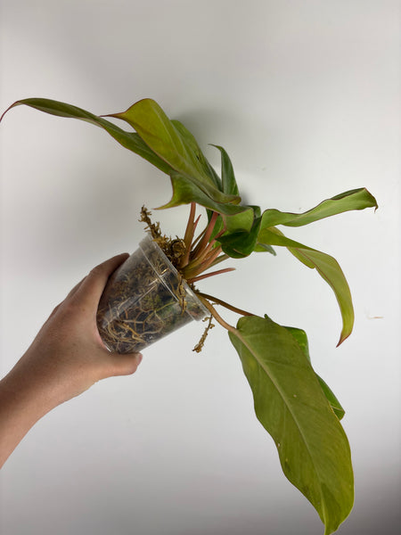 philodendron jungle fever variegated (Thailand)