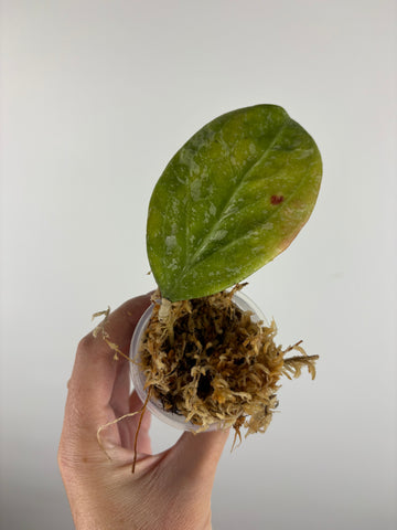 Hoya Michele splash - lightly rooted