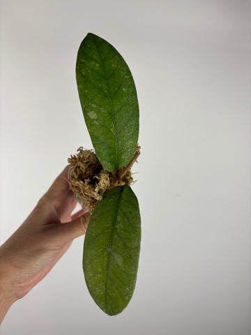 Hoya Meredithii Sp Aceh 4B