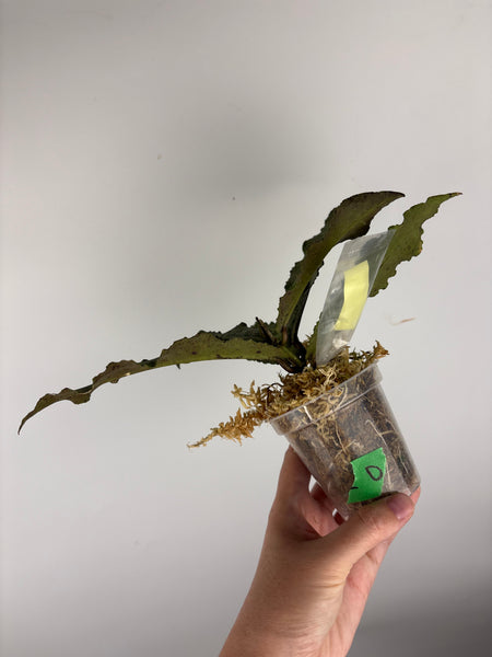 Hoya Undulata silver D