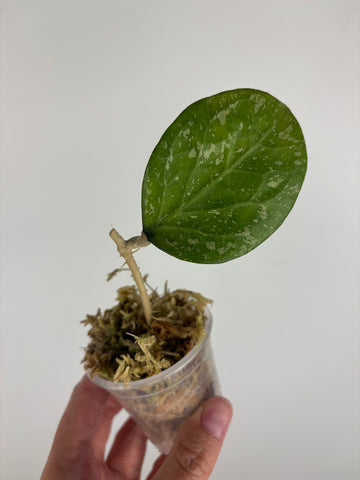Hoya Michele splash