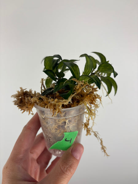 Hoya lacunosa Bruno 4