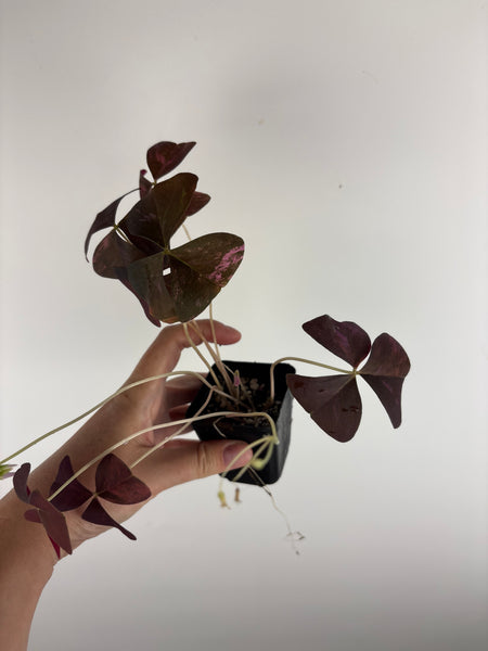 Oxalis triangularis variegated - low variegation