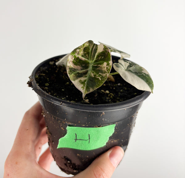 Alocasia Black Velvet variegated H