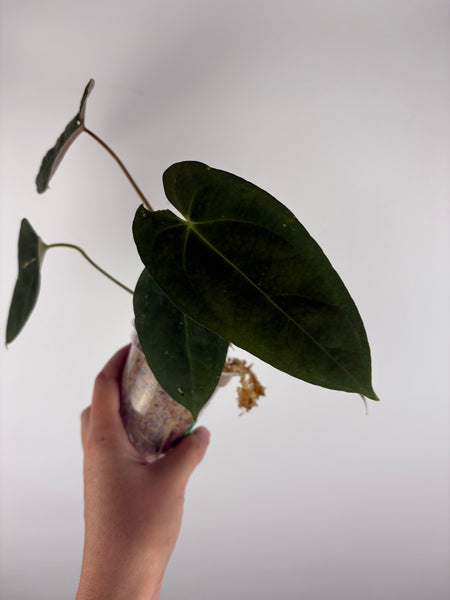 Anthurium Fort Sherman x legend 2