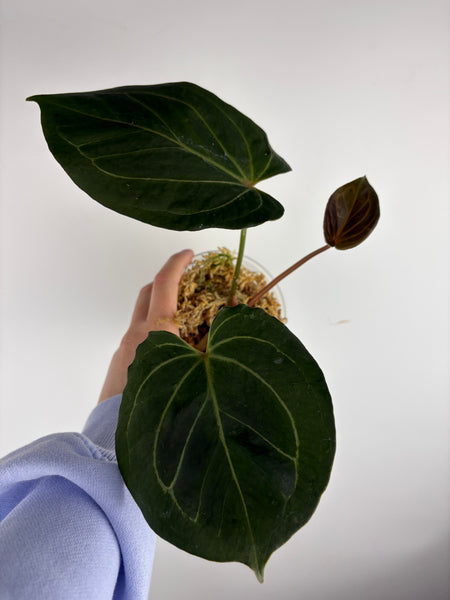 Anthurium king of spades medium B2