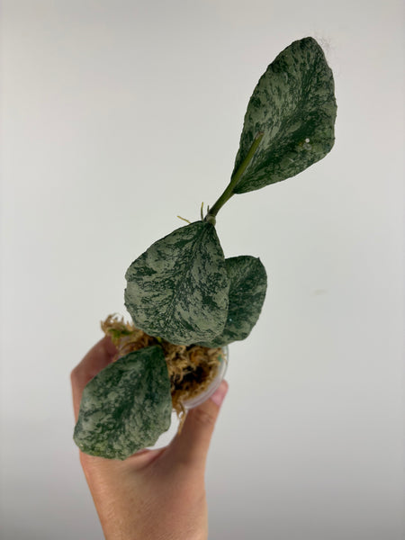 Hoya waymaniae cloudy sky 2