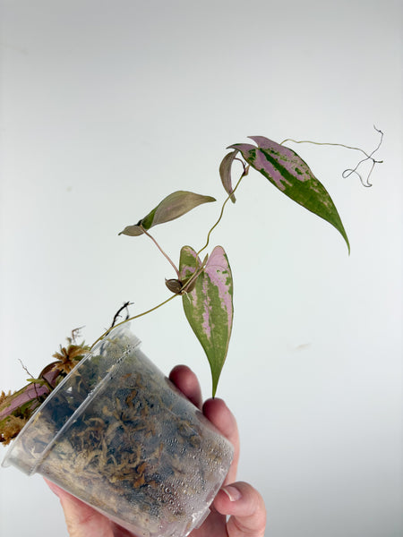 Dioscorea Filiformis ‘Gamma Ray’ - LIGHTLY ROOTED PROP