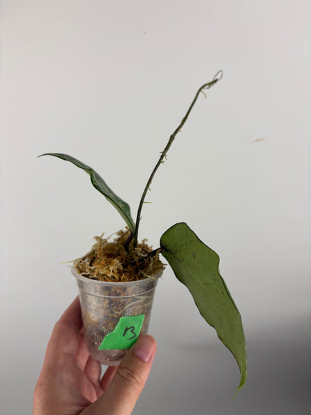 hoya glabra sf004 B