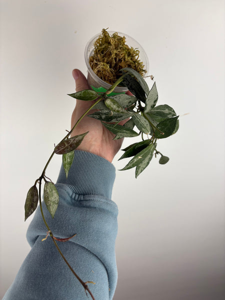 hoya lacunosa middle silver C
