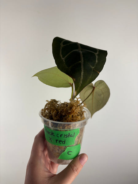 Anthurium black crystal x red crystal C2 as is