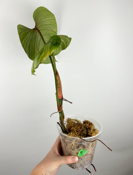 Philodendron sodiroi B AS IS