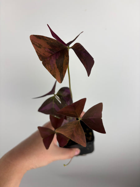 Oxalis triangularis variegated