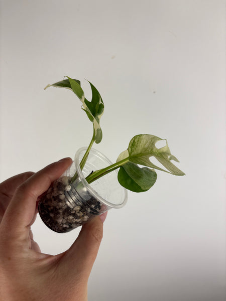 rhaphidophora tetrasperma white monster