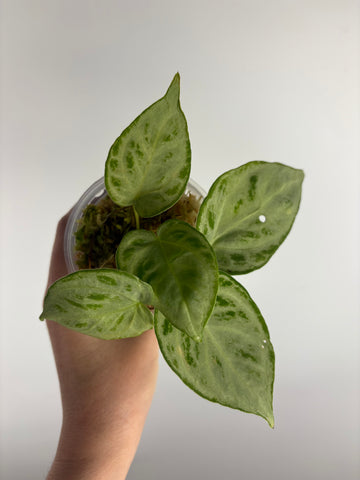 Anthurium silver chrome C