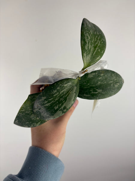 Hoya YH_01 collina x anulata