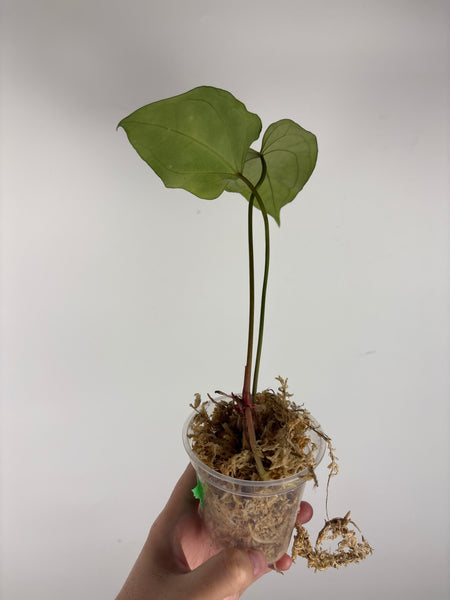 Anthurium velvet mask x papillilaminum 4