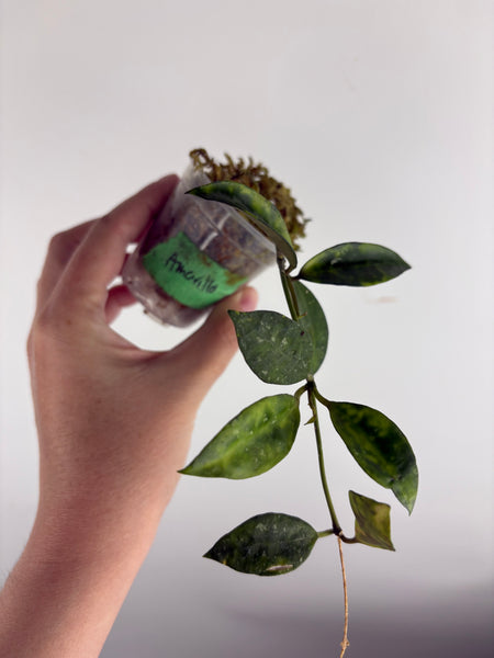 hoya lacunosa amarillo