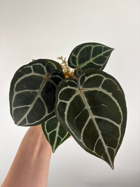 Anthurium red crystal