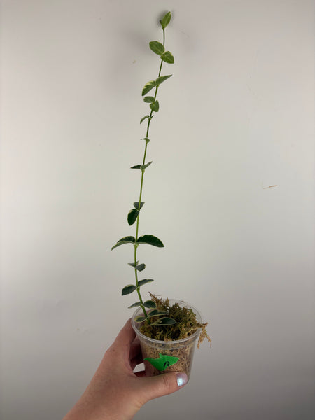 hoya cumingiana albo B