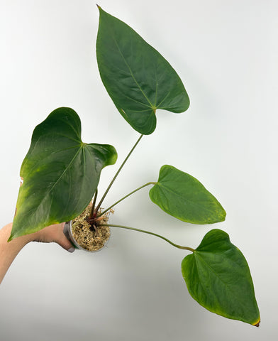 Anthurium Magnificum x sp napo C as is