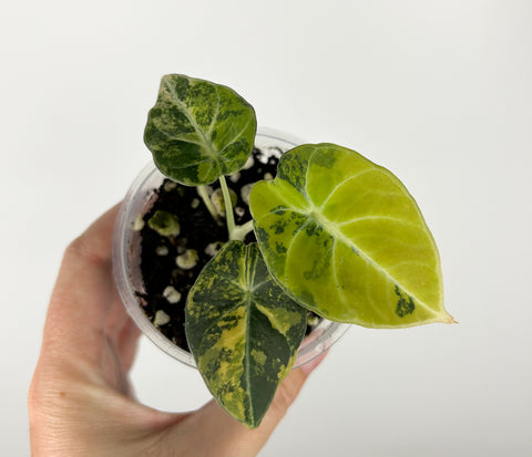 Alocasia black velvet gold baby in 3 inch pot