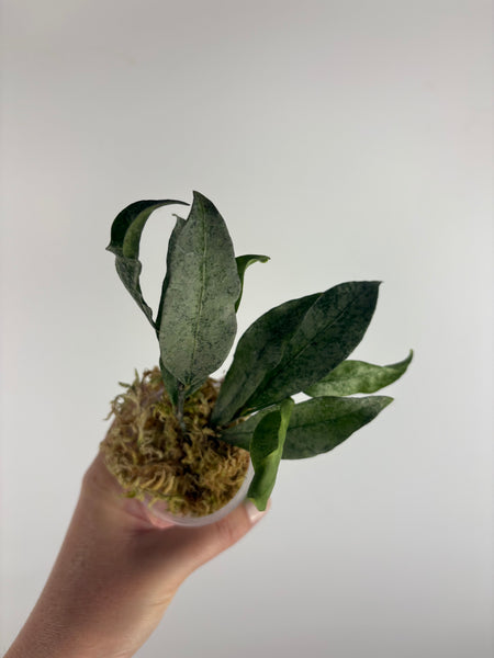 hoya amicabilis silver 2