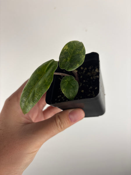 Alocasia Metallic blue aurea