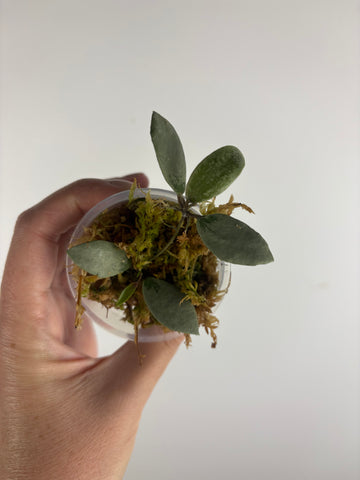 Hoya sp. Kalimantan ('Mini Coin' silver) 2