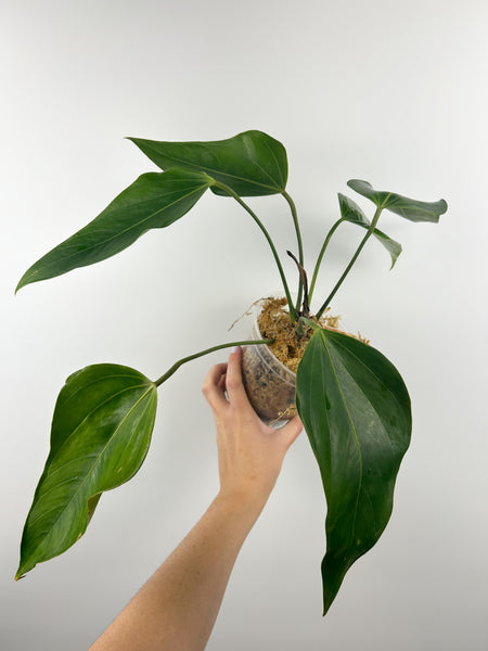 Anthurium subsignatum mutation A