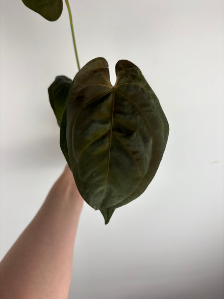 Anthurium BVIT x dark phoenix F