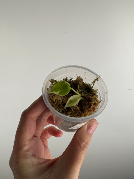 Alocasia scalprum albo variegated baby (TC)