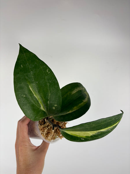 Hoya Latifolia Queensy 7