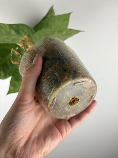 Anthurium magnificum x luxurians