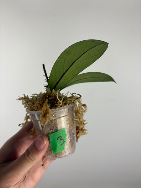 Hoya vitellinoides sp bengkulu 3