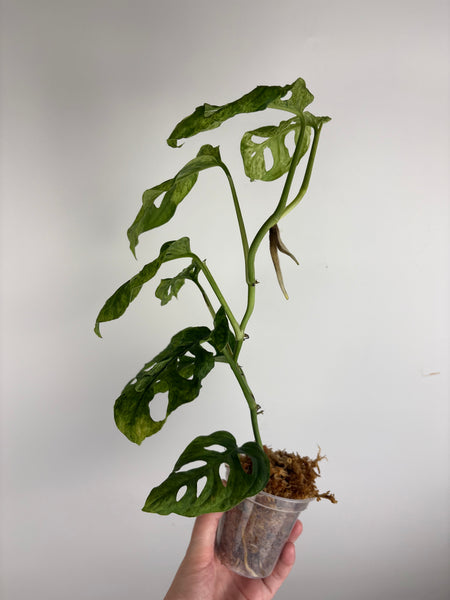 Monstera laniata mottled